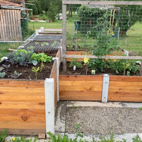 Bepflanztes Hochbeet über Ecke aus Lärchenholz und Beton steht in einem privaten Garten mit viel Grün
